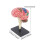 Hand op montage Menselijk brein Anatomie Model Kid Vroeg 3