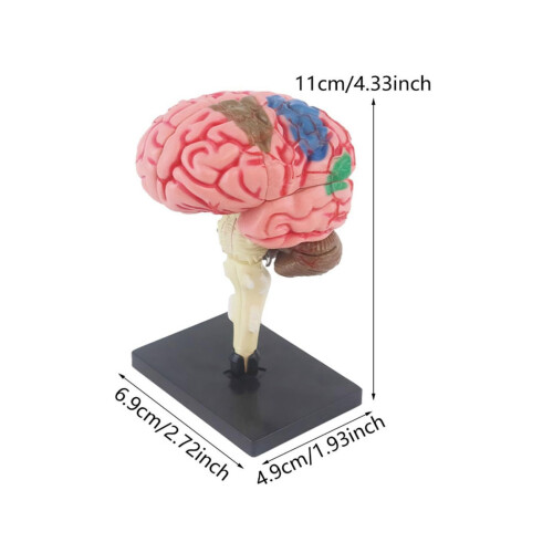 Hand op montage Menselijk brein Anatomie Model Kid Vroeg 2