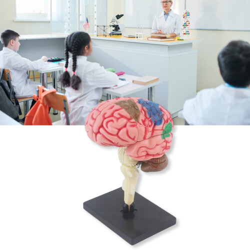Hand op montage Menselijk brein Anatomie Model Kid Vroeg 1