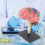 Hand op montage Menselijk brein Anatomie Model Kid Vroeg 6