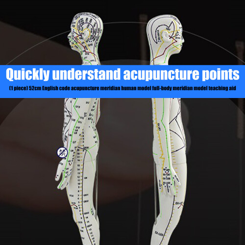 Modèle d'acupuncture humain avec Points méridiens modèle-Hommes 1