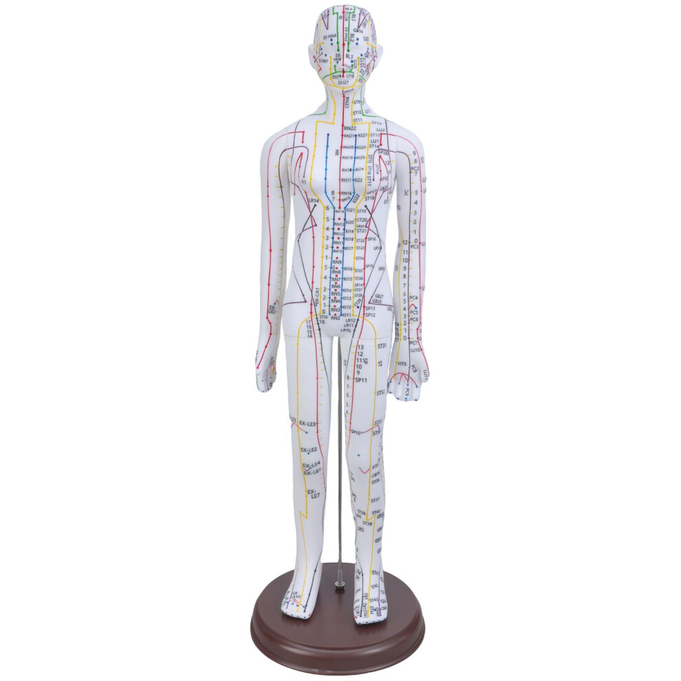 20.47In Human Acupuncture Model with Acupoints Meridians-Female