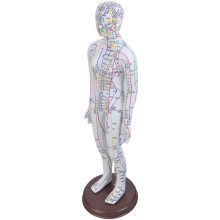 Modèle d'acupuncture humaine avec pointe chinoise pour-Femelle