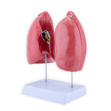 Modèle d'anatomie pulmonaire normale, modèle anatomique humain