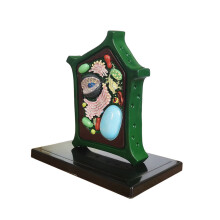 Plantencelmodel Plantenanatomiemodel Leren Biologie