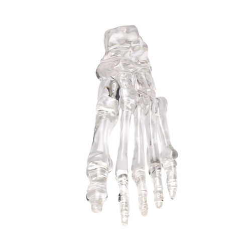 Clear Human Foot Joint Skeleton Model Anatomy Left Foot and