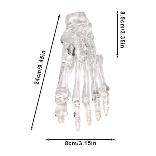 Clear Human Foot Joint Skeleton Model Anatomy Left Foot and 2
