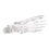 Clear Human Foot Joint Skeleton Model Anatomy Left Foot and 5