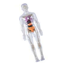 Clear Human Skeleton Anatomy Model With-Luminous bone model