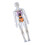 Clear Human Skeleton Anatomy Model With-Luminous bone model 1