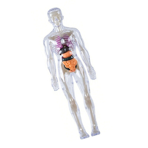Clear Human Skeleton Anatomy Model With-Luminous bone model