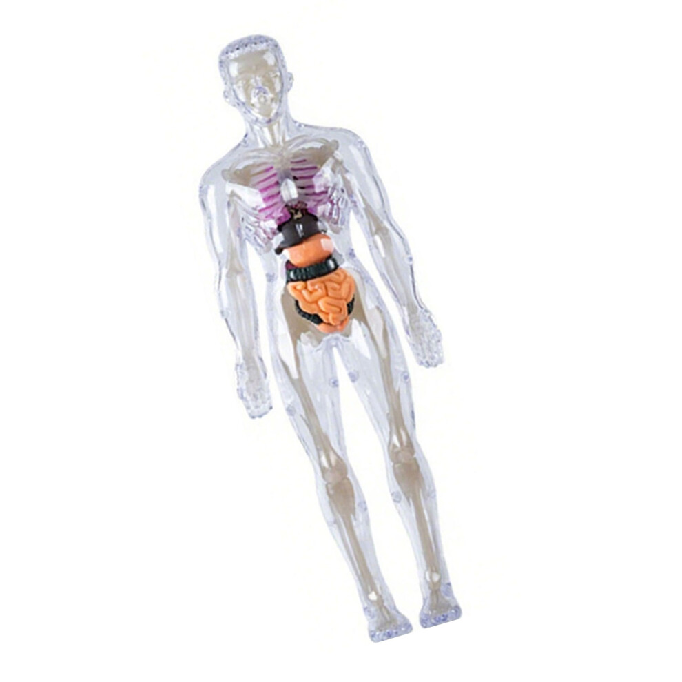Clear Human Skeleton Anatomy Model With-Luminous bone model