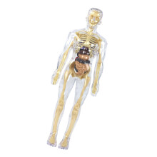 Anatomiemodell des menschlichen Skeletts-Transparenter ganzer Bo