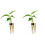 2Pcs Wall Mounted Hydroponic Plant Propagation Tubes with-Black 1