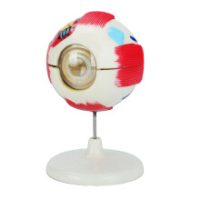 Removable Anatomical PVC Eyeball Model 6X Enlarged Human Eyeball