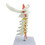 Life Size Cervical Spine Demonstration Tool Including Nerves and 1