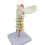 PVC Cervical Anatomy Model For Visualizing Arteries Nerves In 1
