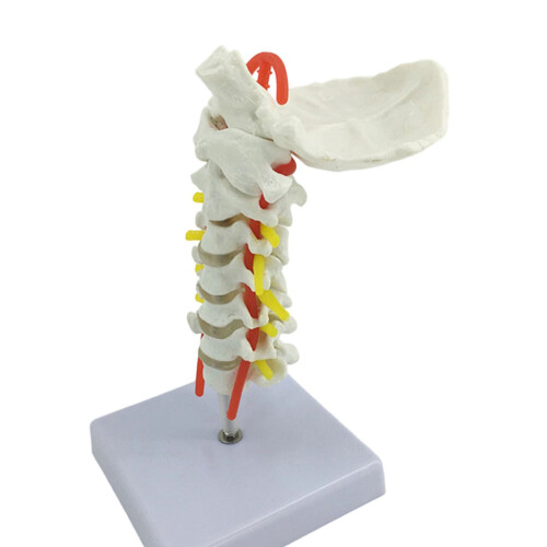 PVC Cervical Anatomy Model For Visualizing Arteries Nerves In