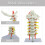 PVC Cervical Anatomy Model For Visualizing Arteries Nerves In 6