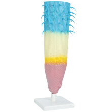 Realistisch PVC anatomisch plantwortelmodel