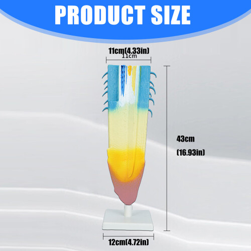 Realistisch PVC anatomisch plantwortelmodel 2