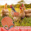 MultiPurpose Bird Guard Set Reduces Wetness Cold-Black Orange 5