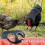 MultiPurpose Bird Guard Set Reduces Wetness Cold-Black Orange 6
