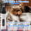 Tagliaunghie per cani, taglia ... 4