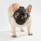 Adjustable Dog Muzzle Mouth Guard for Medium Large Breeds-L 7