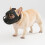 Adjustable Dog Muzzle Mouth Guard for Medium Large Breeds-L 5