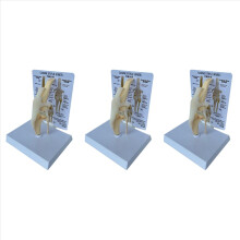3x Hoektanden Knie Model Hond Gewricht Anatomisch Model Hond Skelet Model Dierlijk Skelet Anatomie Medische Wetenschap Cadeau