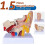 1.5 Times Human Ear Anatomy Model Organs Structure Demonstration 3