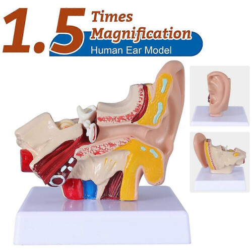 1.5 Times Human Ear Anatomy Model Organs Structure Demonstration 2