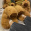Capybara 3d Capybara Plush Caricature Cotton Slippers 35-44size 4