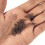 Σύντροφος του Swift Angler: Γρήγορα κουμπώματα χωρίς κόμπους για το αλιευτικό σας 2