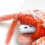 Interactive Toy for Cat Sklep-hm Animal Toy 4