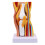 Human Knee Anatomy Model Teaching Model Human Knee Joint Model 1
