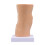Human Knee Anatomy Model Teaching Model Human Knee Joint Model 5