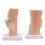 Human Knee Anatomy Model Teaching Model Human Knee Joint Model 7
