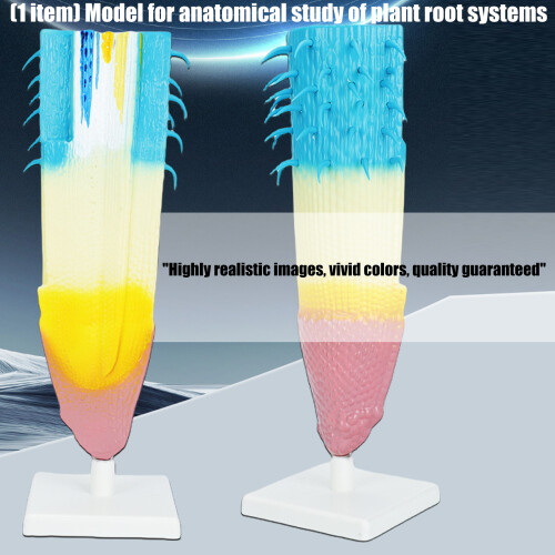 Professioneel anatomisch plantenwortelmodel Realistisch 1