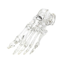 Educational Human Foot Joint Skeleton Model Clear Left Foot