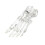 Educational Human Foot Joint Skeleton Model Clear Left Foot 1