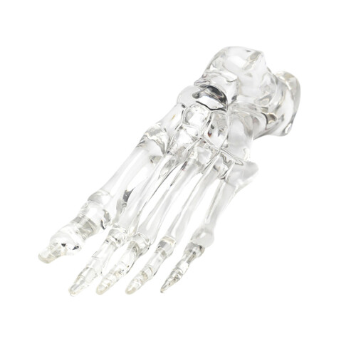 Educational Human Foot Joint Skeleton Model Clear Left Foot