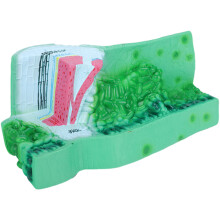 Realistic PVC Leaf Structure Anatomy Model Professional Plant