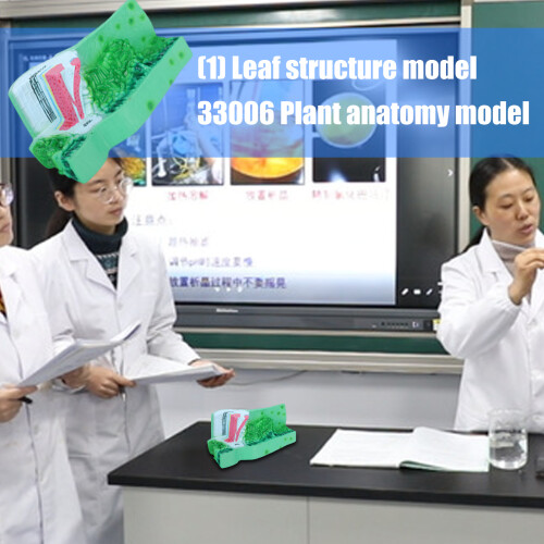 Realistic PVC Leaf Structure Anatomy Model Professional Plant 1