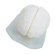 Human Brain Model Teaching Tool Hemisphere Human Brain Structure