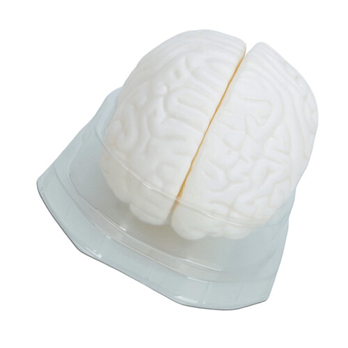 Human Brain Model Teaching Tool Hemisphere Human Brain Structure