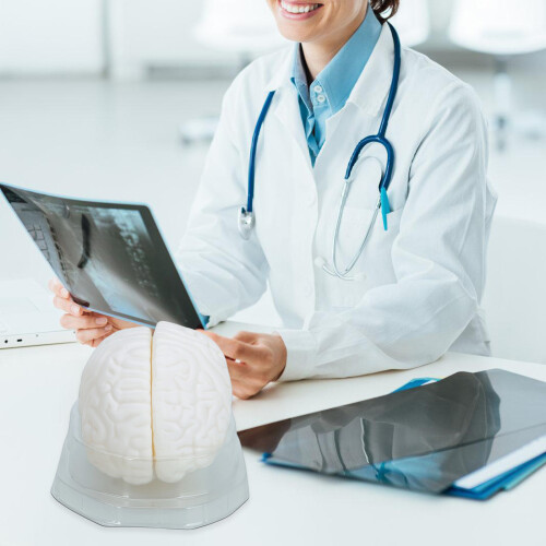 Human Brain Model Teaching Tool Hemisphere Human Brain Structure 2