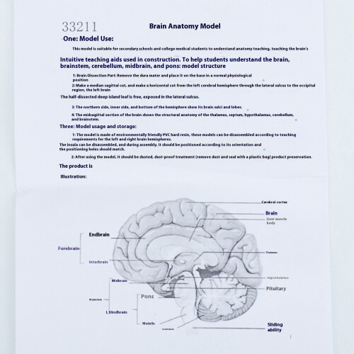 Human Brain Model Teaching Tool Hemisphere Human Brain Structure 1