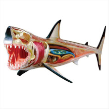 -Anatomisch model - Anatomiemodel van dieren - 20 afneembare organen en lichaamsdelen Biologie Medisch onderwijsmodel
